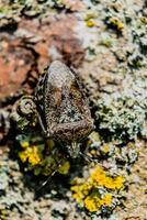 Mottled shieldbug on a tree, stink bug, rhaphigaster nebulosa photo