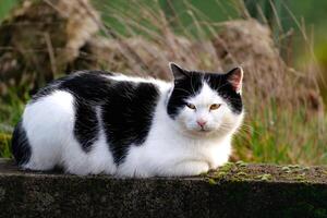 Domesicated bicolor cat with yellow eyes, black and white fur, outdoor scene, felis catus, european shorthair, celtic shorthair photo