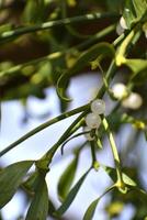 Branch of mistletoe with white berries on apple tree. Viscum album, close-up. photo