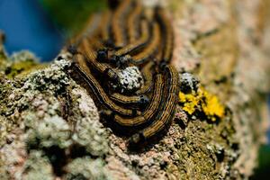 Caterpillars seen in a fruit tree, possibly the lackey moth, malacosoma neustria, lepidoptera photo