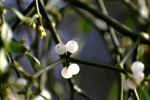 rama de muérdago con blanco bayas en manzana árbol. viscum álbum, de cerca. foto