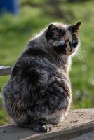 Beautiful calico cat with blue eyes sitting in the garden with sunshine photo