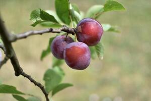 salvaje ciruela árbol en un huerta en Francia en verano. azul y Violeta ciruelas en jardín, prunus domestica foto