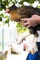 Woman's hand holding a beautiful hen in a yard photo