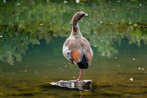 Egyptian goose standing on a stone in a lake in its natural habitat, alopochen aegyptiaca photo