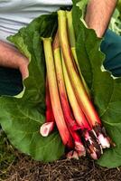 Rhubarb harvesting in a garden to make pies and compote, rheum rhabarbarum photo