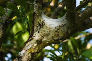 Nest of caterpillars seen in a fruit tree, possibly the lackey moth, malacosoma neustria, lepidoptera photo