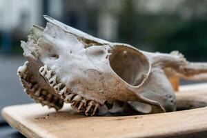 cráneo de joven ciervo con sus dientes y cornamenta foto