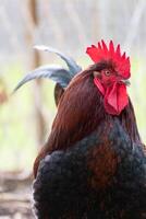 francés gallo en un granja con hermosa oscuro plumaje foto