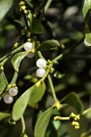 Branch of mistletoe with white berries on apple tree. Viscum album, close-up. photo