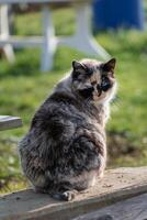 Beautiful calico cat with blue eyes sitting in the garden with sunshine photo