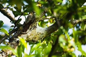 Nest of caterpillars seen in a fruit tree, possibly the lackey moth, malacosoma neustria, lepidoptera photo