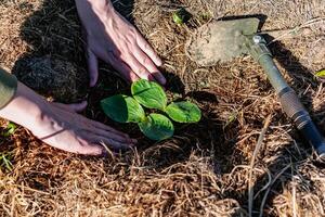 joven calabaza planta en un ecológico jardín, triturado y permacultura, calabaza, sano comida foto