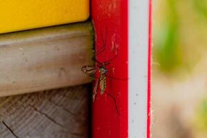 Mosquito resting in the shade outdoors, diptera, culicidae photo