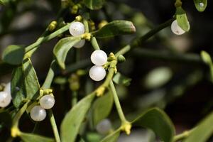 Branch of mistletoe with white berries on apple tree. Viscum album, close-up. photo