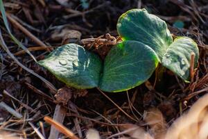 Young pumpkin plant in an ecological garden, mulching and permaculture, squash, healthy food photo