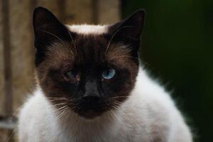 Cute domesticated siamese cat with blue eyes, outdoor scene, felis catus photo