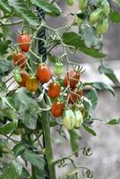 Red and green long cherry tomatoes growing on the plant photo