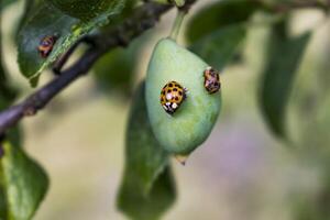 mariquita y larva en un ciruela, coccinella septempunctata, coccinellidae foto