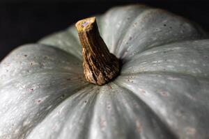 Beautiful green pumpkin ready to be cooked for a healthy diet photo