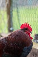 francés gallo en un granja con hermosa oscuro plumaje foto
