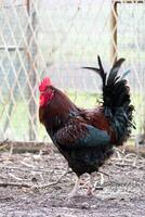 francés gallo en un granja con hermosa oscuro plumaje foto