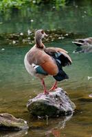 egipcio ganso en pie en un Roca en un lago en sus natural hábitat, alopochen aegipciaca foto