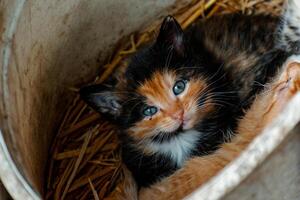 linda calicó gatito con azul ojos mirando a el cámara, camada de Tres gatitos en el Paja en un granja foto