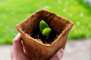 Zucchini seed which has sprout in biodagradable pot, zero waste and plastic free photo