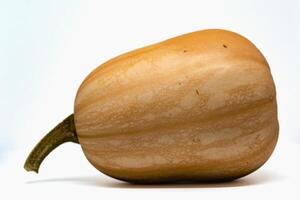 Butternut, healthy squash on white background, cucurbita moschata photo