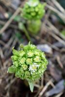 el blanco petasita, el primero flores de primavera. petasita albus en el bosque en un húmedo ambiente, a lo largo cursos de agua. en Francia, Europa. flor parte superior vista. foto