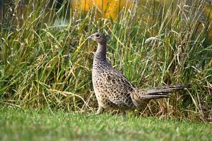 Pheasant female walking on a grass field. Profile view, phasianus colchicus photo