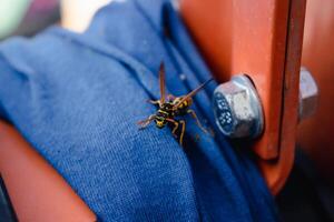 Wasp alone on a blue fabric outdoors in the morning photo