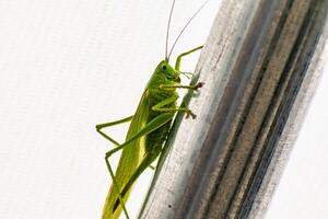 Big grasshopper in a garden tent, katydid, tettigoniidae photo