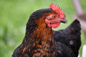 Close up on a cute black and brown bicolor chicken photo