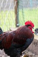 French rooster in a farm with beautiful dark plumage photo