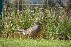 Pheasant female walking on a grass field. Profile view, phasianus colchicus photo