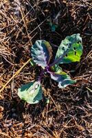 Young cabbage plant in an ecological garden, mulching and permaculture, healthy food photo