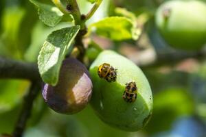 Ladybug larva on a plum tree, coccinella septempunctata, coccinellidae photo