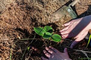 Young pumpkin plant in an ecological garden, mulching and permaculture, squash, healthy food photo