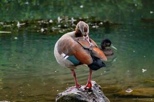 Egyptian goose standing on a stone in a lake in its natural habitat, alopochen aegyptiaca photo