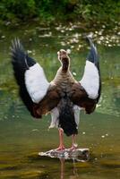 Egyptian goose standing on a stone in a lake in its natural habitat, alopochen aegyptiaca photo