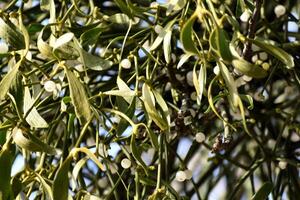 rama de muérdago con blanco bayas en manzana árbol. viscum álbum, de cerca. foto