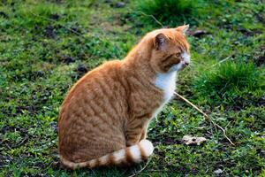 linda jengibre gato con amarillo ojos al aire libre escena en un granja foto