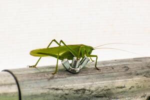 Big grasshopper in a garden tent, katydid, tettigoniidae photo