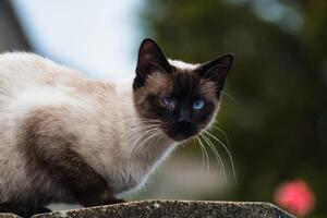 Cute domesticated siamese cat with blue eyes, outdoor scene, felis catus photo