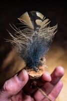 Eurasian eagle owl feather, bubo bubo photo