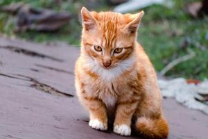 linda jengibre gatito con amarillo ojos al aire libre escena en un granja foto