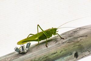 Big grasshopper in a garden tent, katydid, tettigoniidae photo