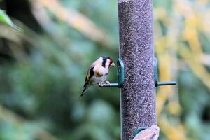 A Goldfinch on a Bird feeder photo